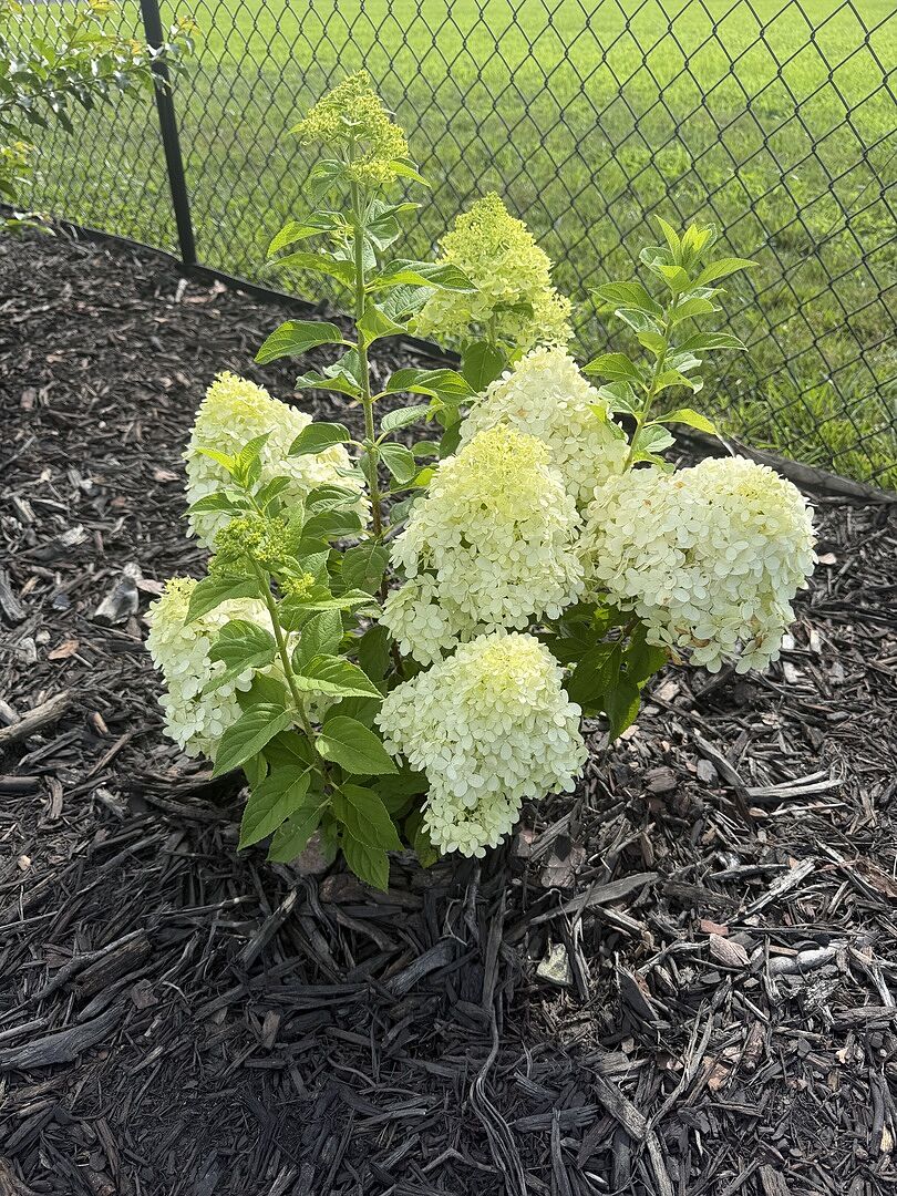 Proven winners lime light hydrangeas