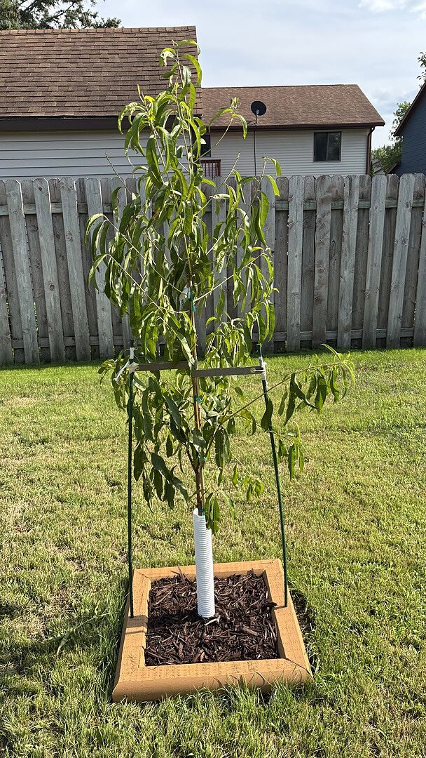 After one week it looks