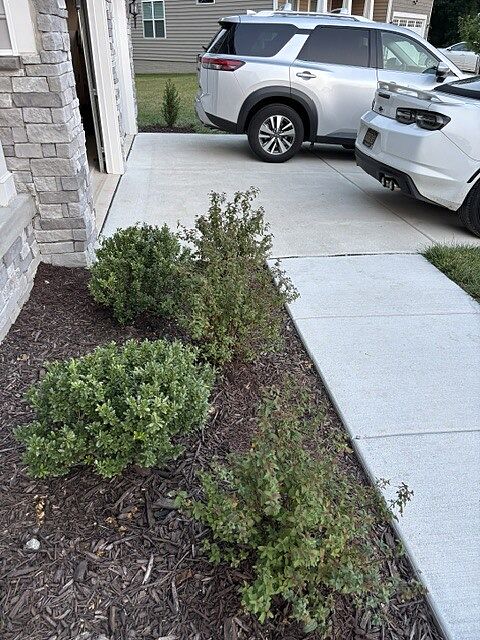 Great little bushes/trees!