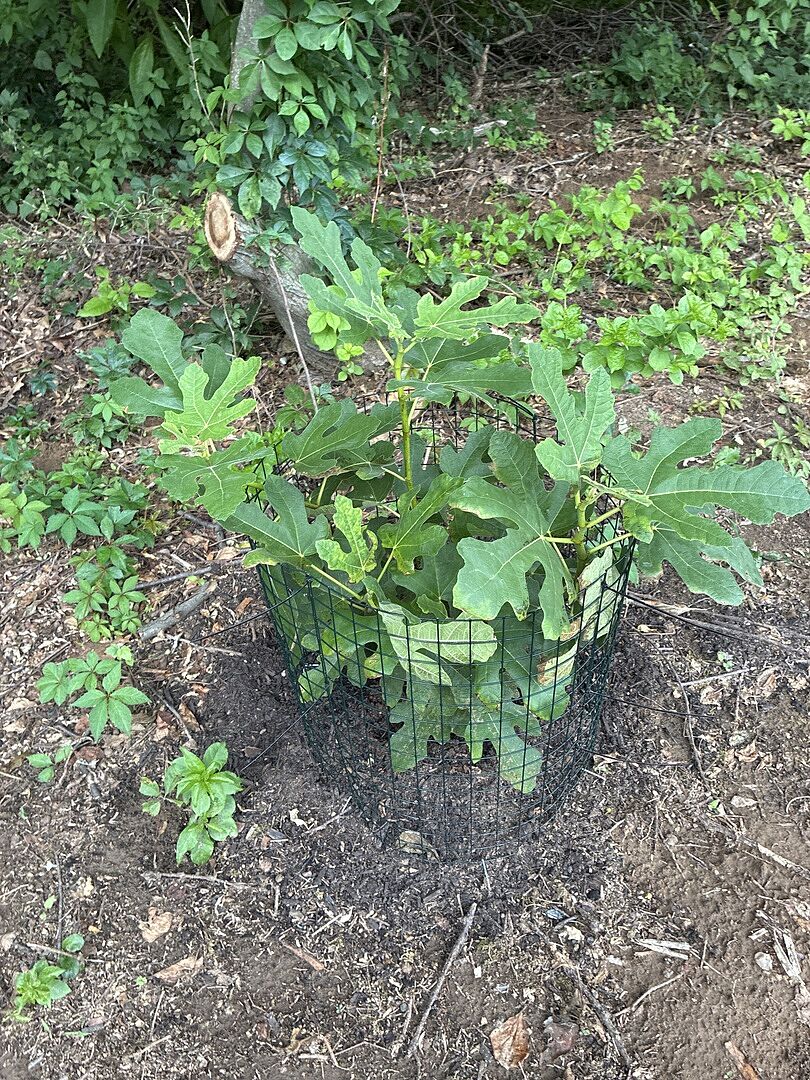 Fruit trees