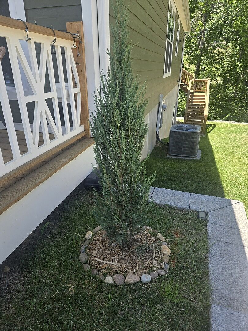 Skyrocket Juniper