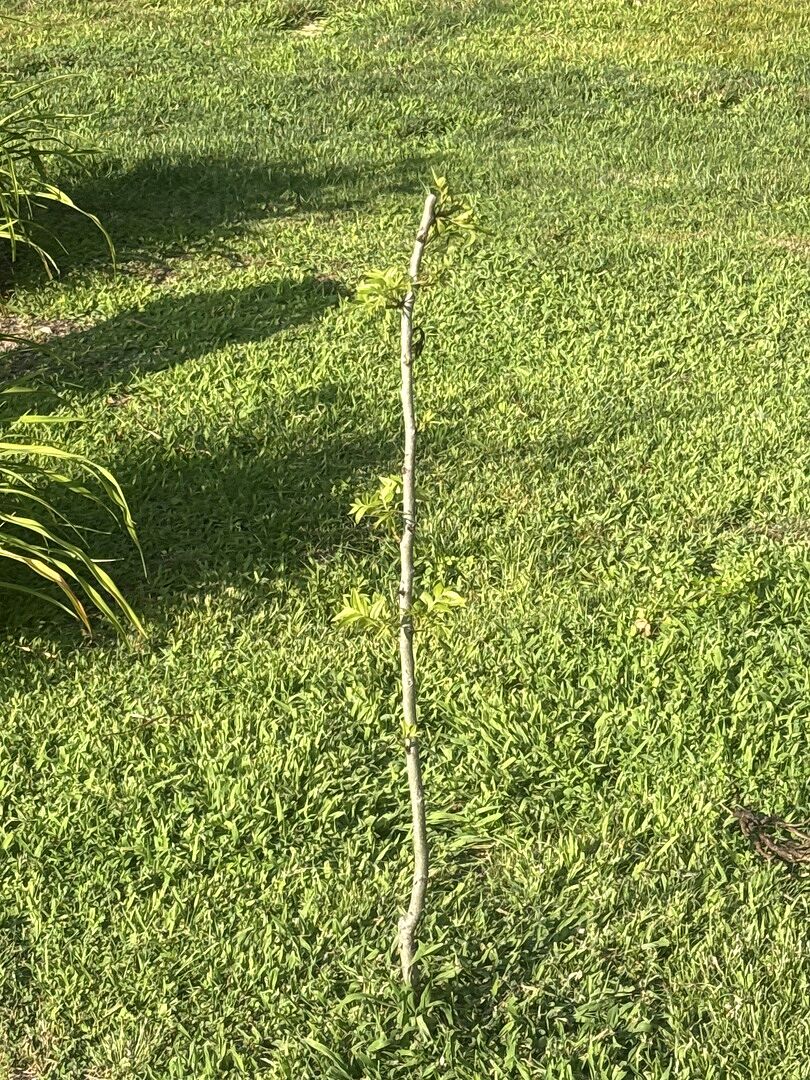Pecan twig
