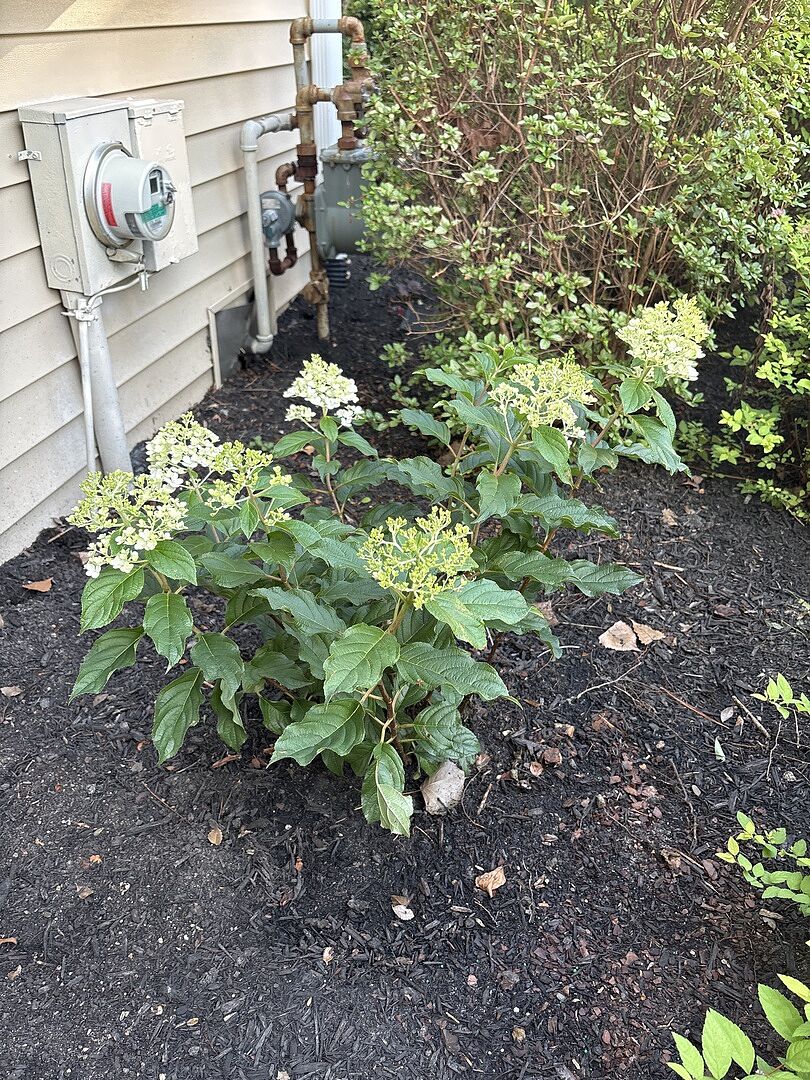 Hydrangeas