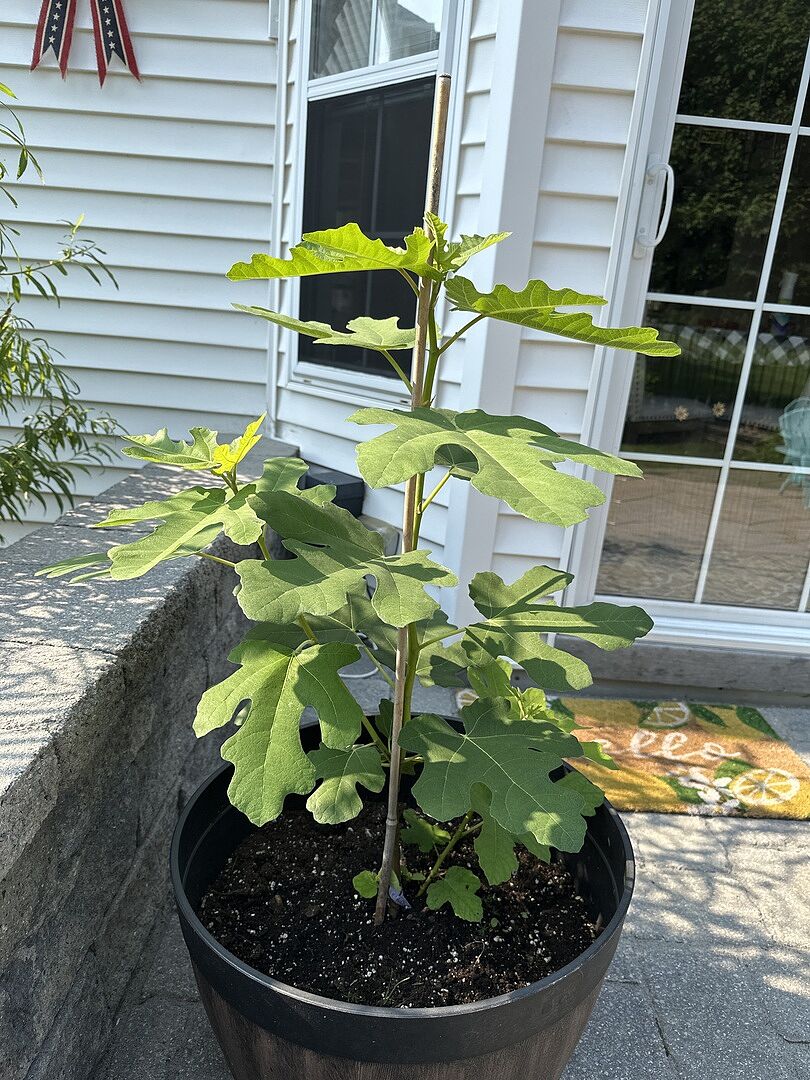 Wow it’s growing fast.