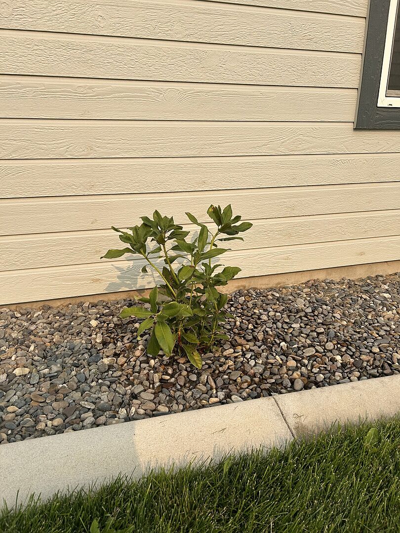Good, Healthy Plant