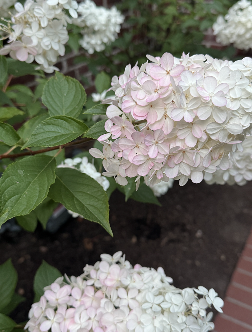 Beautiful blooms in the first year!