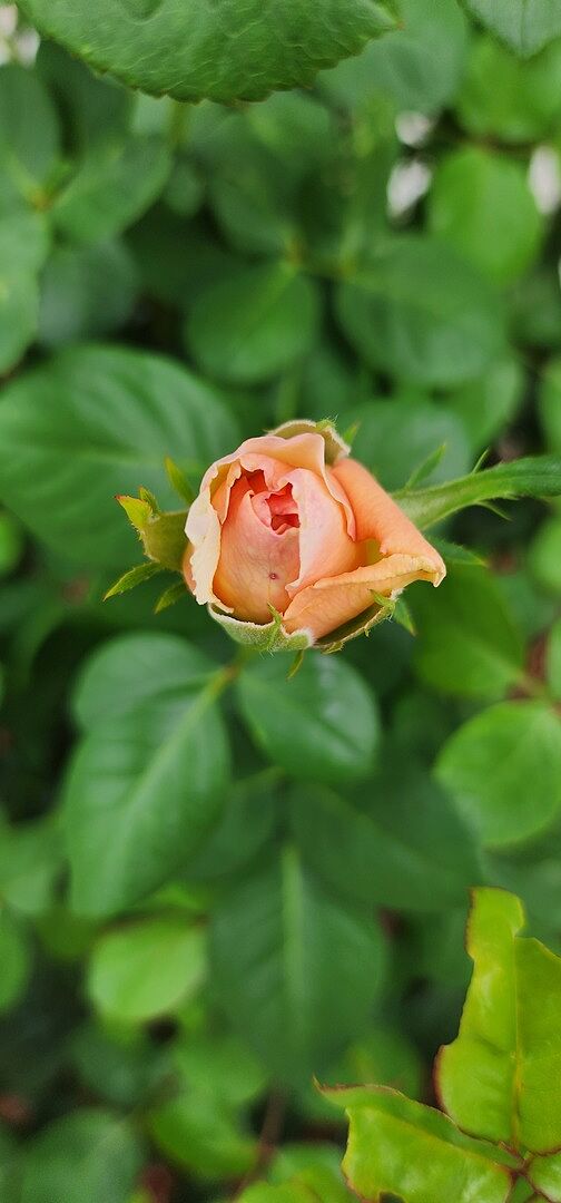 Absolutely stunning rose!