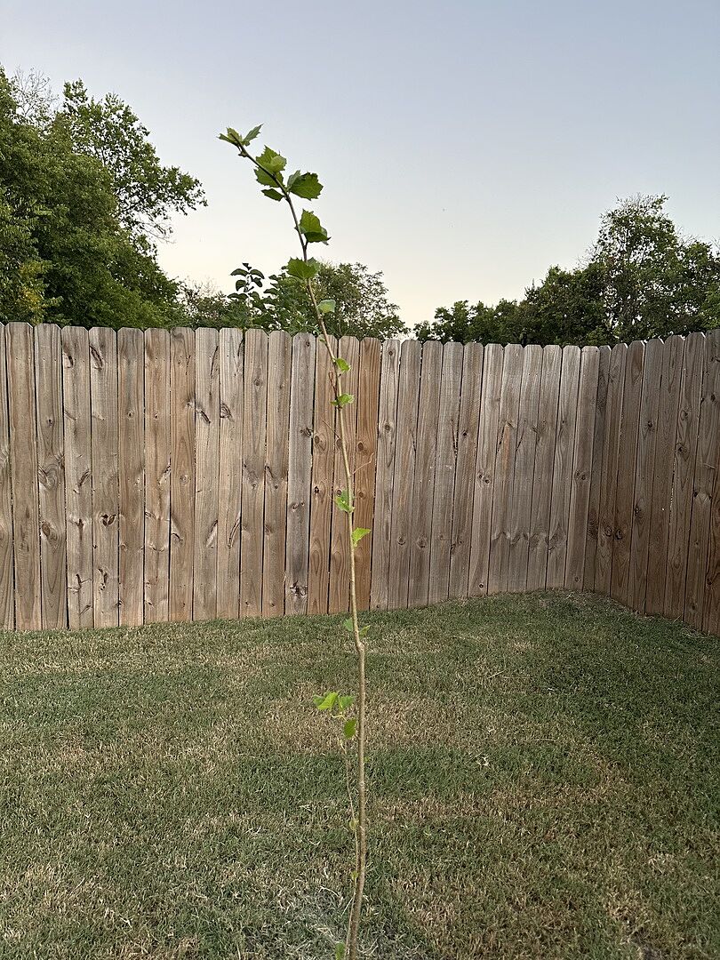 Great tree so far