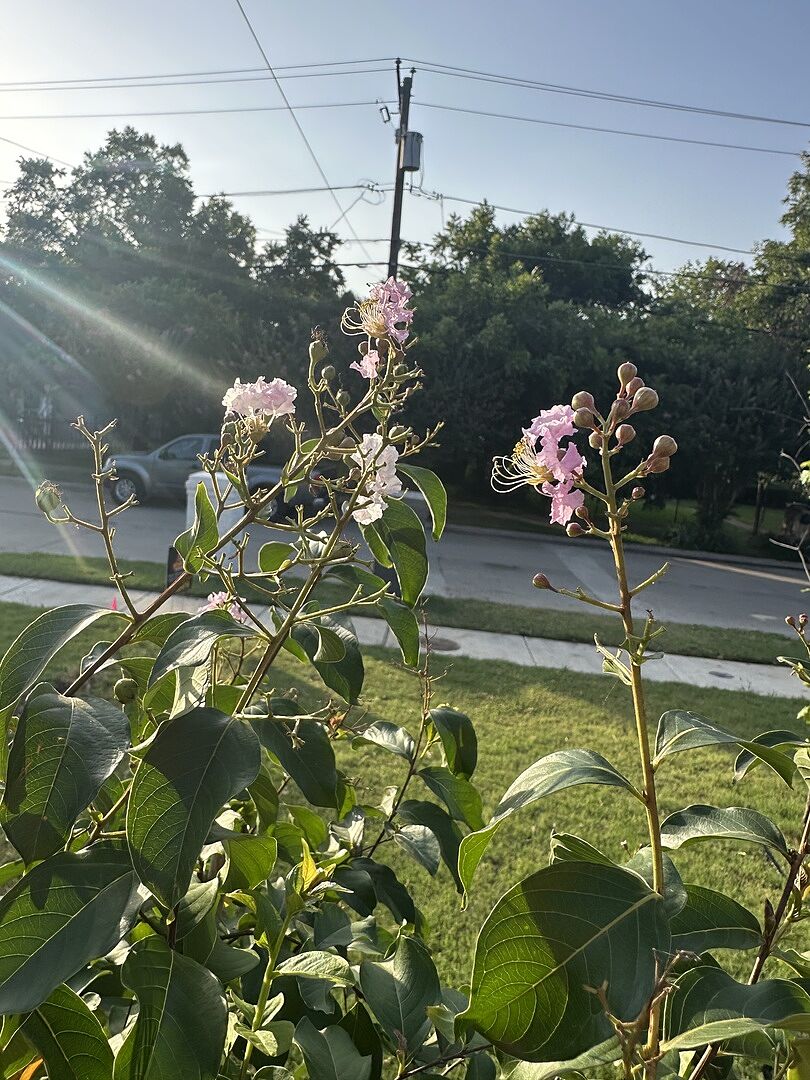Beautiful blooms!