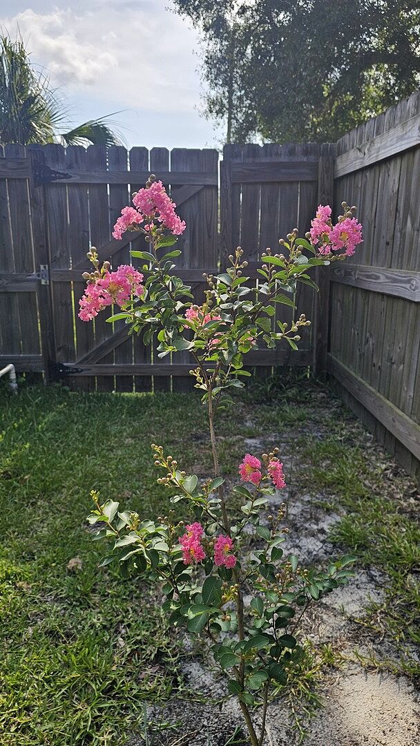 Beautiful Blooms In 1 Month!