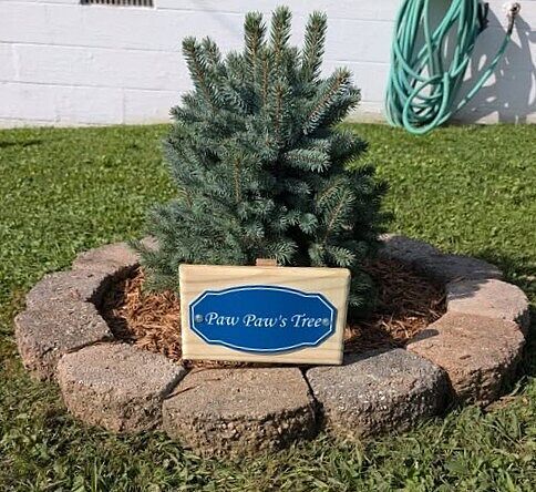 Blue Spruce Memory Tree