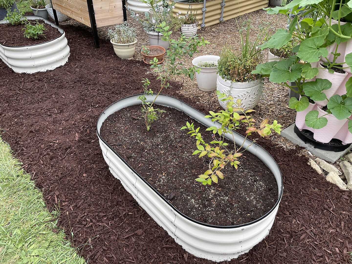 Love these blueberries!