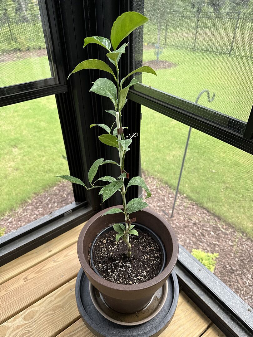 Beautiful little tree