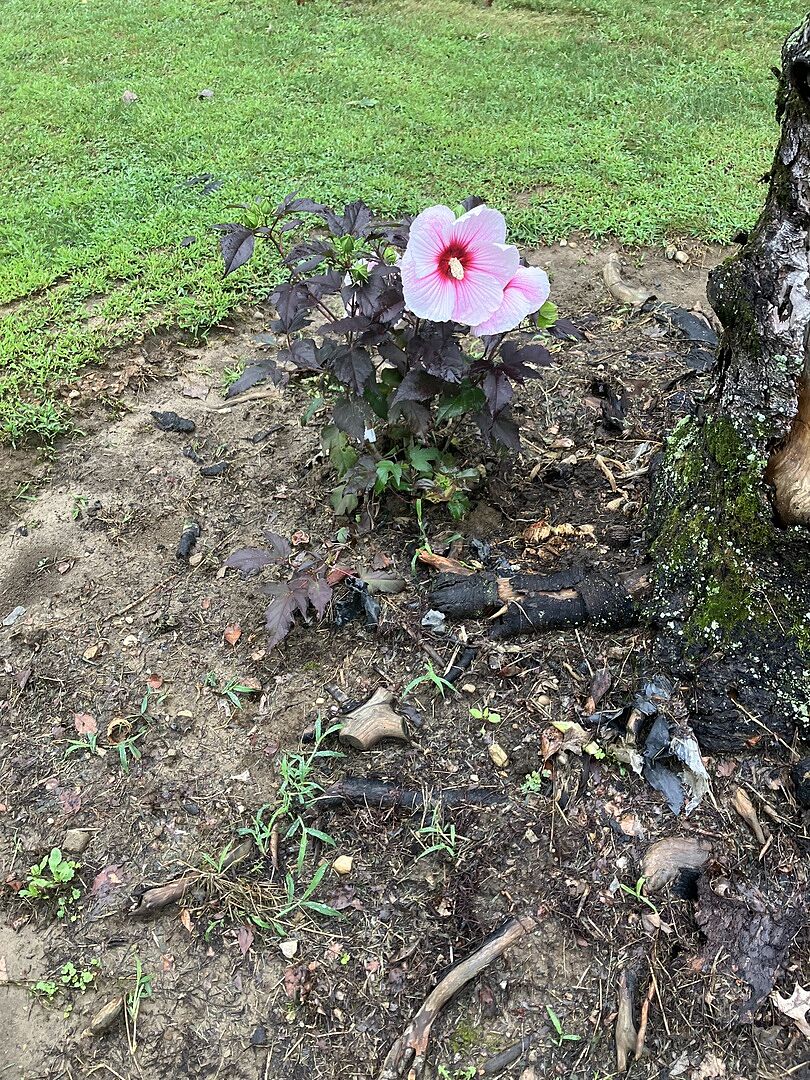 Customer review of 'Starry Starry Night' Hibiscus