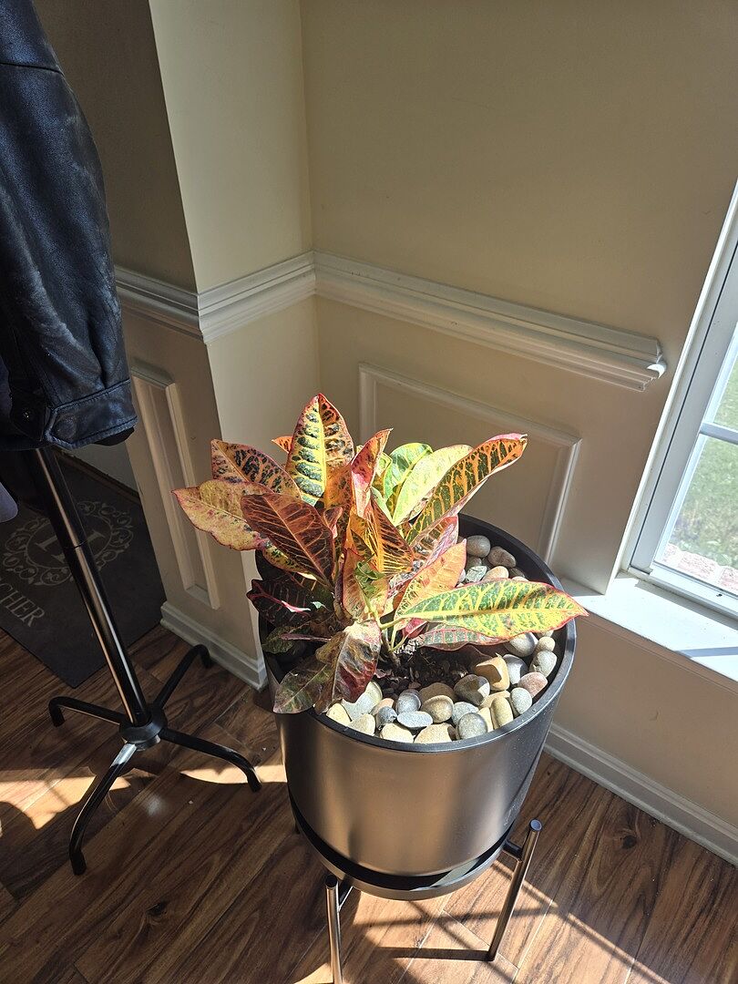Croton Petris