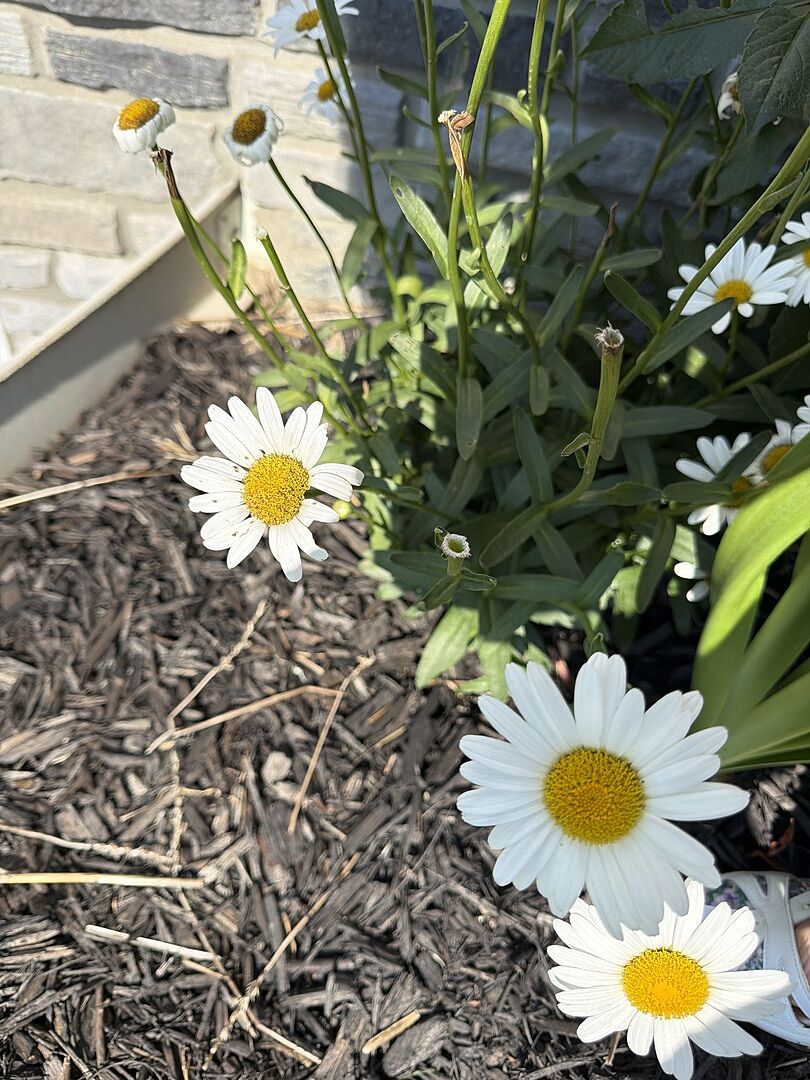 Customer review of Becky Shasta Daisy