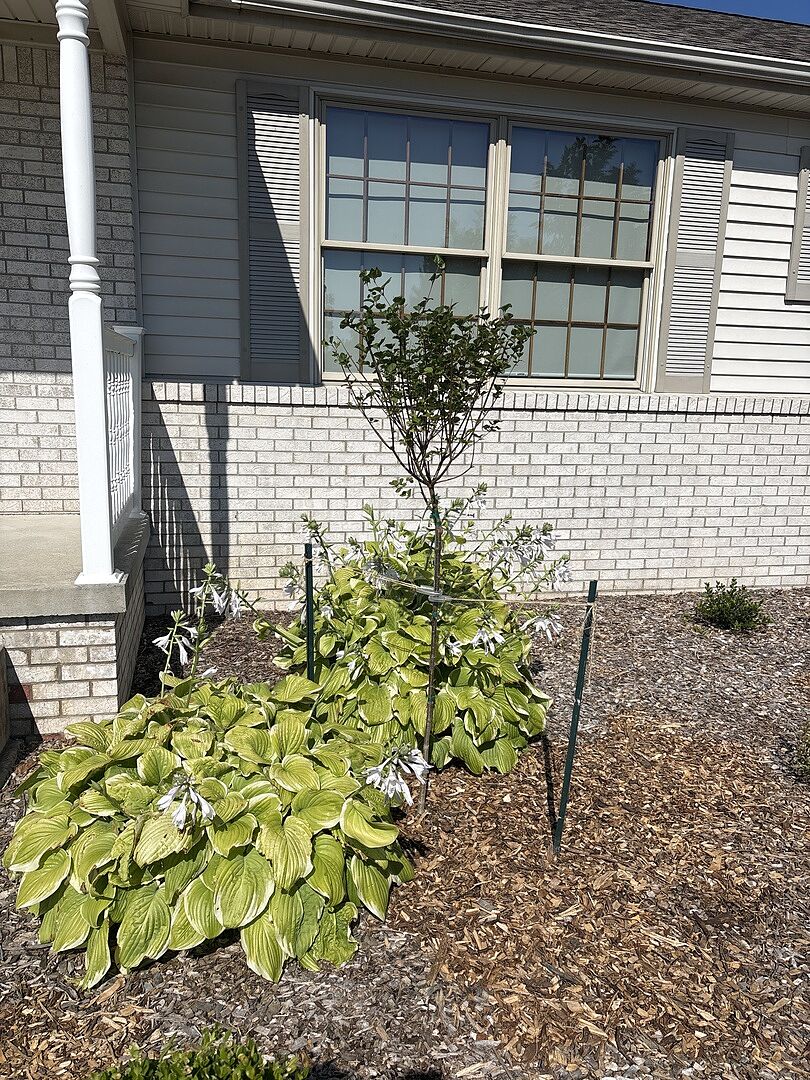 Customer review of Dwarf Korean Lilac Tree