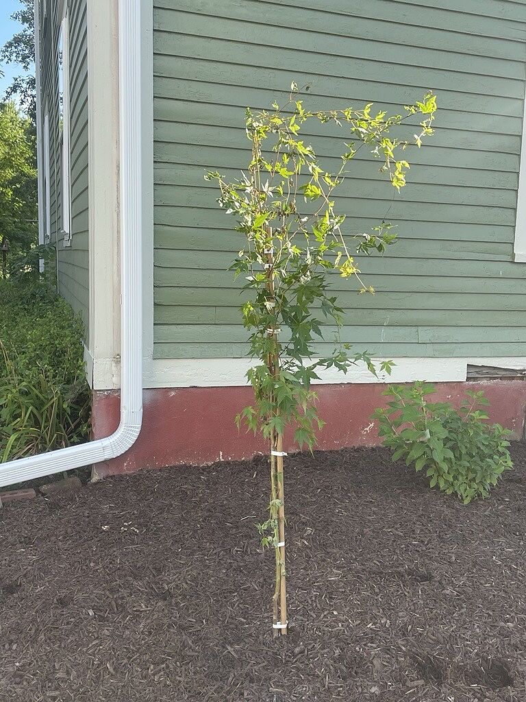 Customer review of Coral Bark Japanese Maple Tree