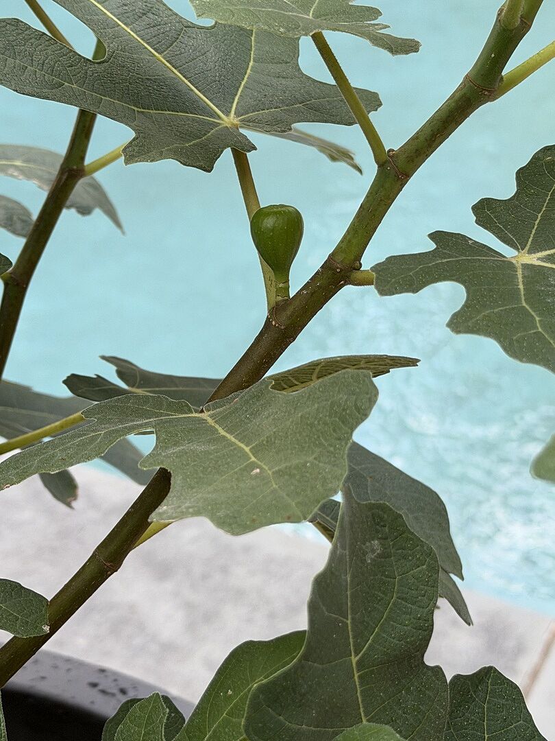 Customer review of Chicago Hardy Fig Tree