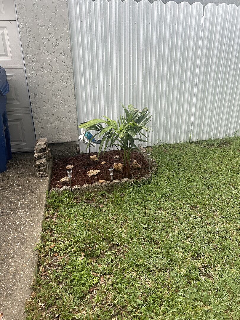 Customer review of Christmas Palm