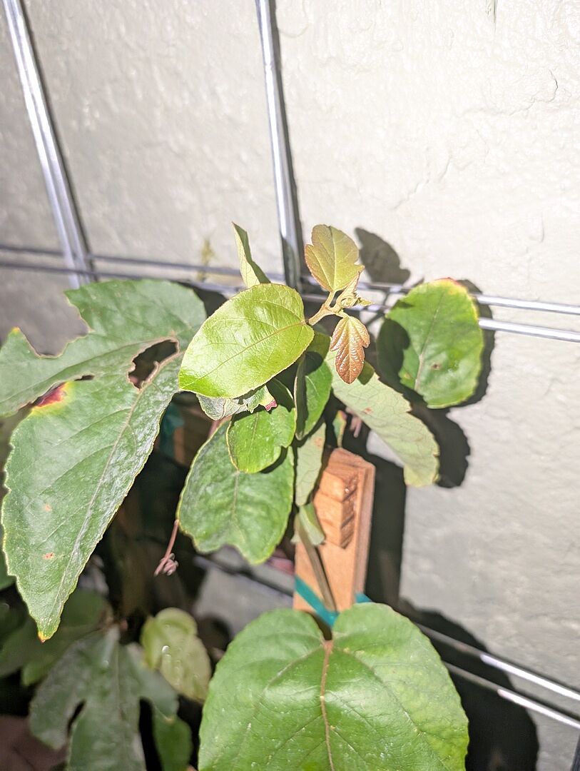 Customer review of Red Passion Flower