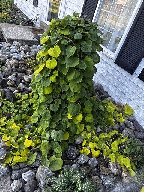 Customer review of Bloomables® Golden Falls® Redbud Tree