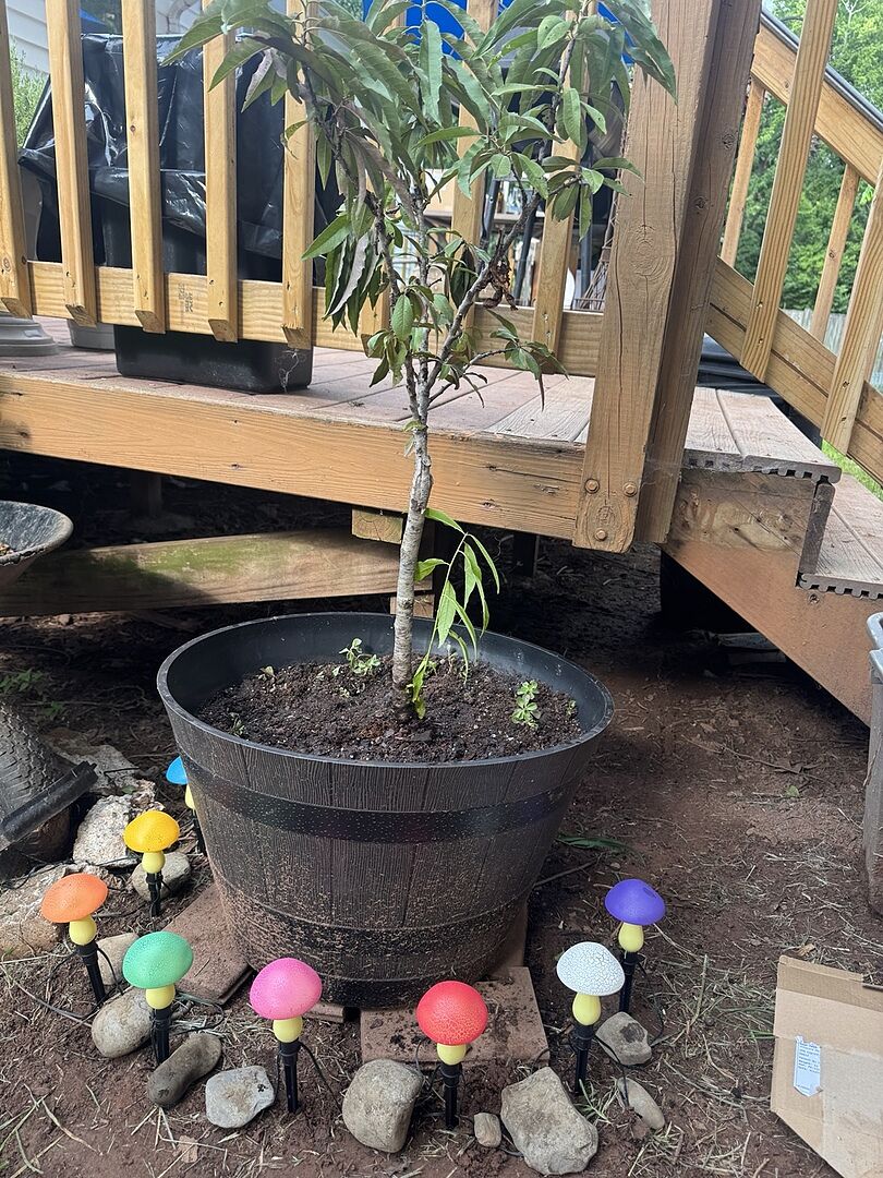 Customer review of Bonfire Patio Peach Tree
