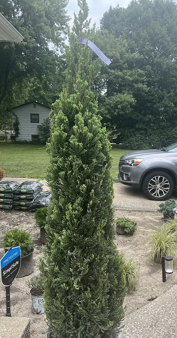 Customer review of Southern Living® Blue Point Juniper