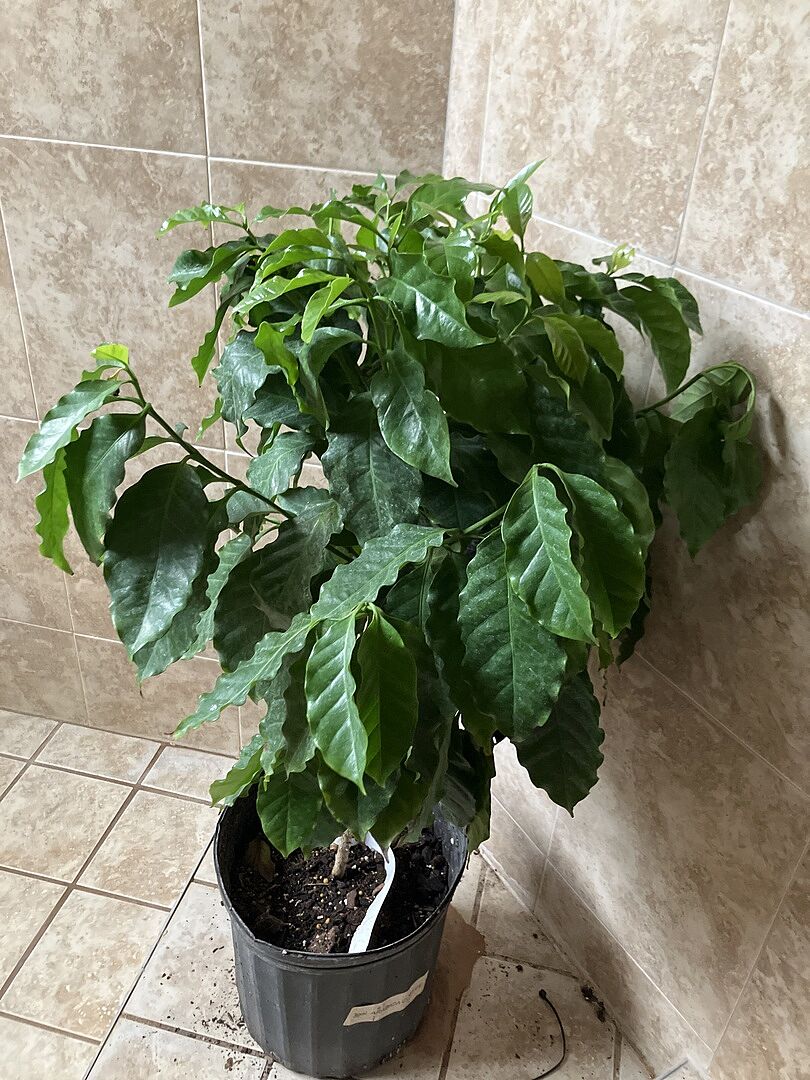 Customer review of Arabica Coffee Plant