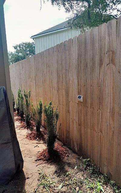 Customer review of Sky Pencil Holly Tree