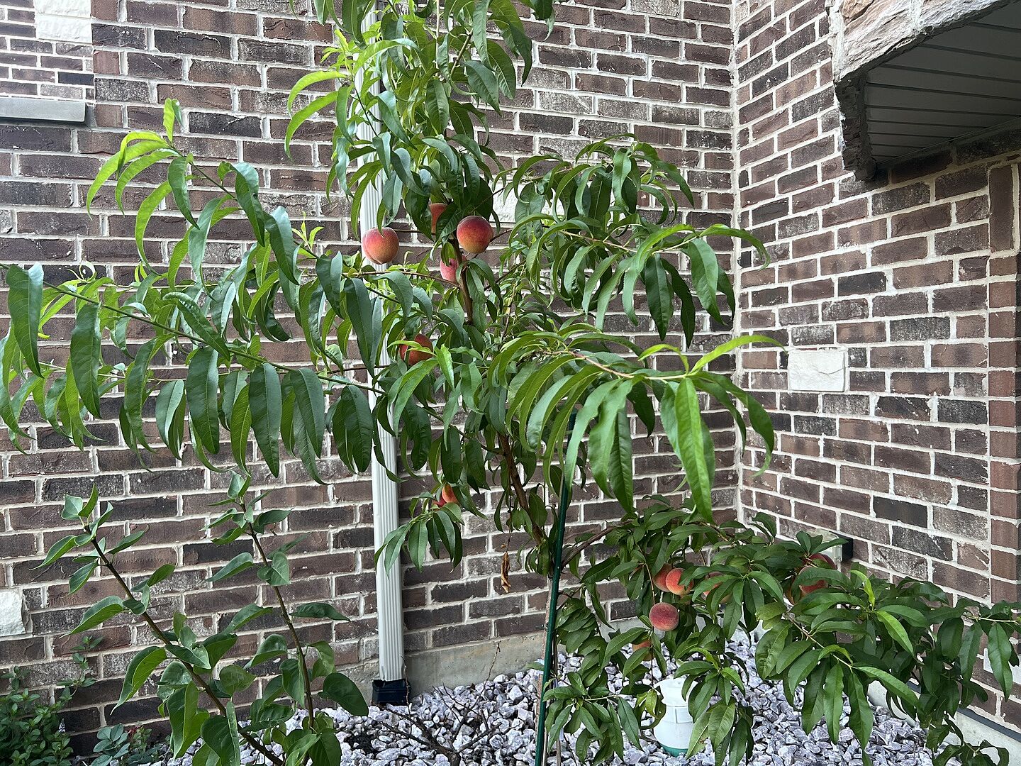 Customer review of 6-in-1 Peach Tree
