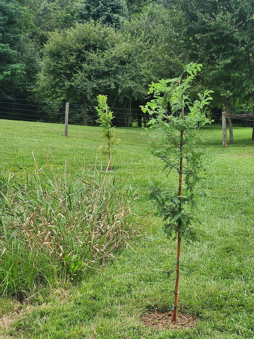 Customer review of Dawn Redwood Tree