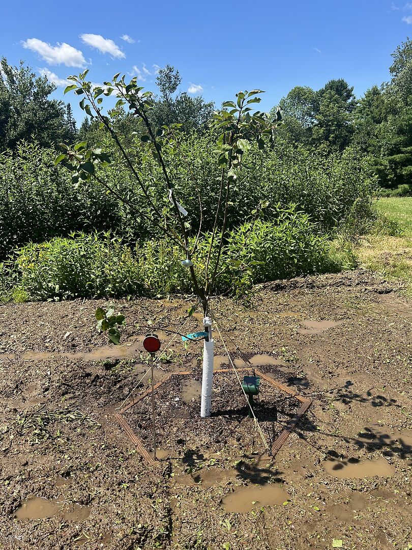 Customer review of Winesap Apple Tree