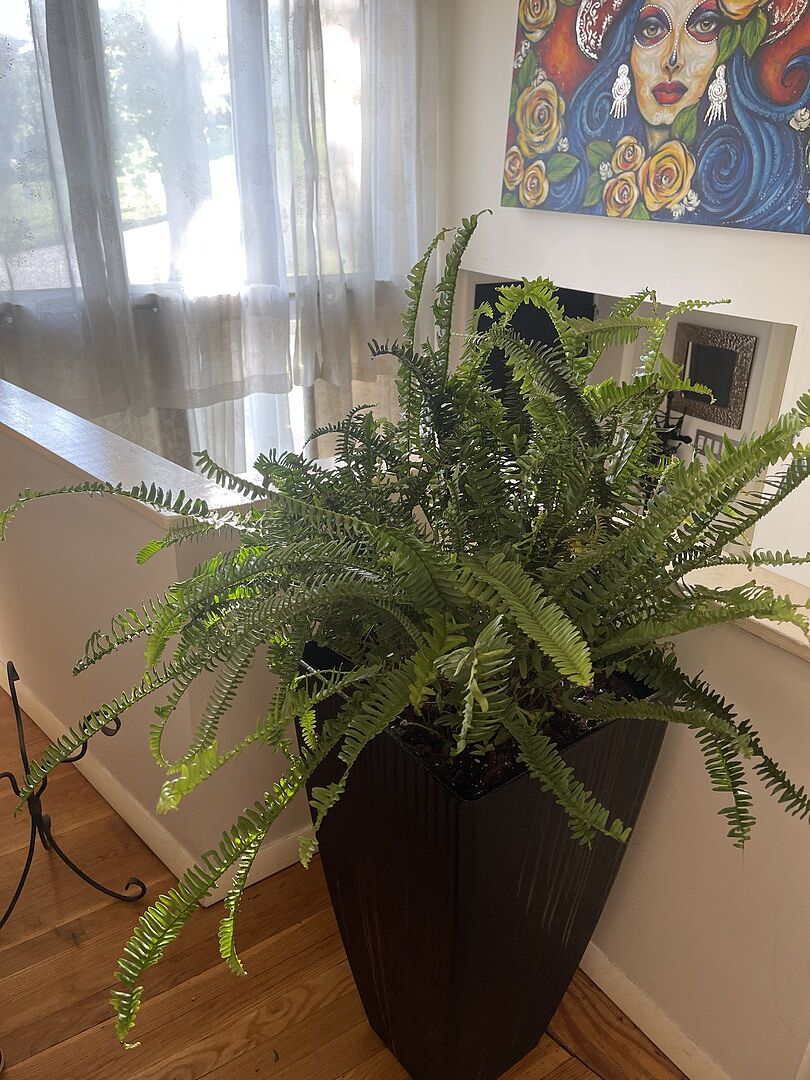 Customer review of Kimberly Queen Fern