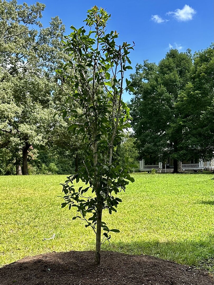 Customer review of Live Oak Tree