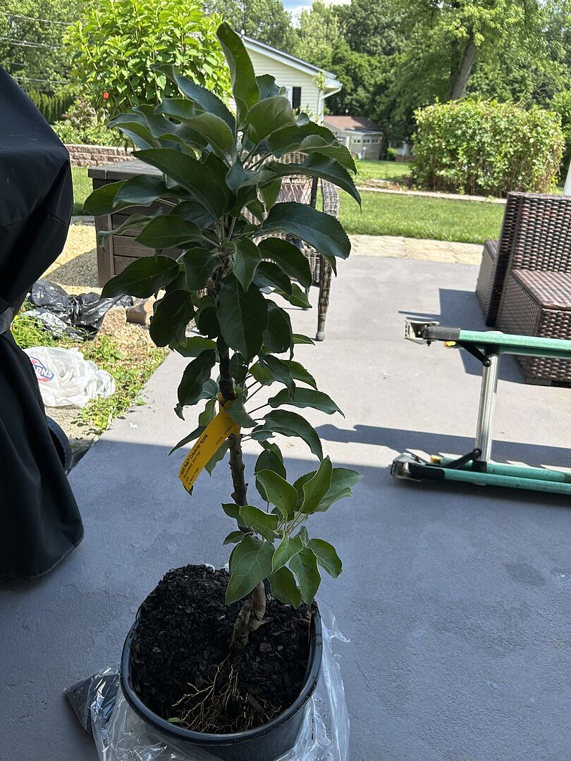 Delayed planting