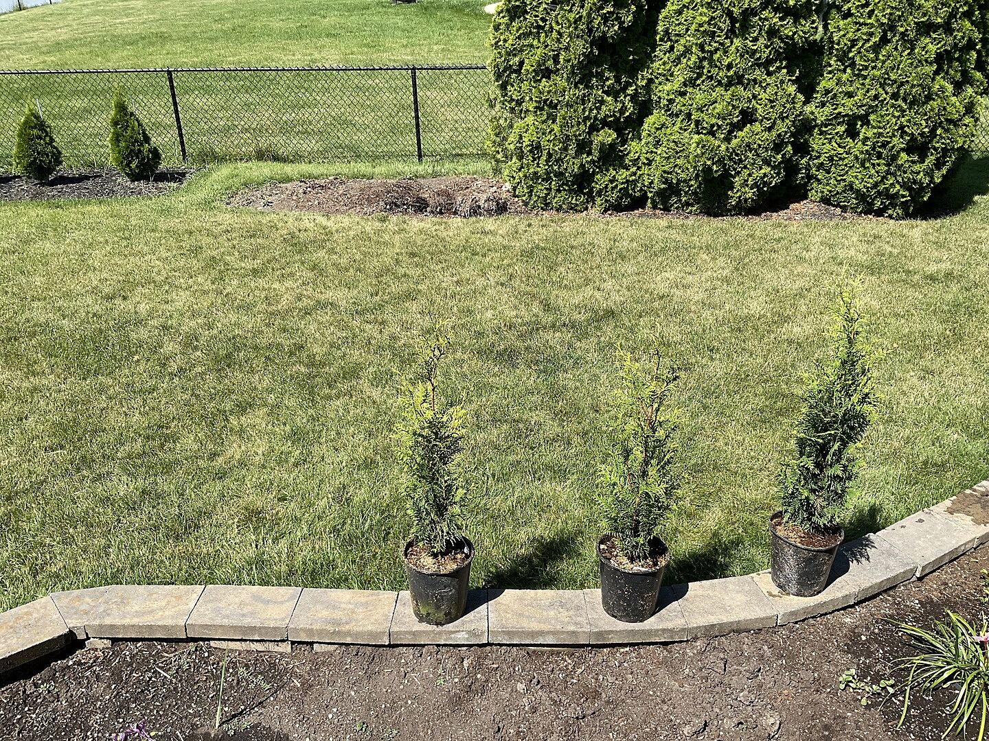 Customer review of Junior Giant Thuja Tree