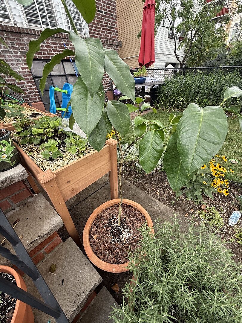 Customer review of Bergamot Orange Tree