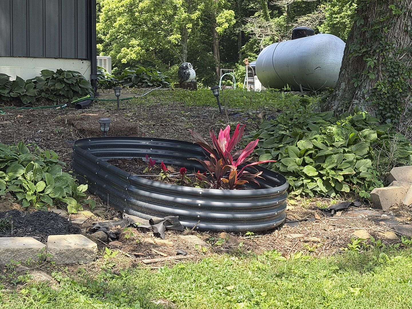 Customer review of Red Sister Cordyline