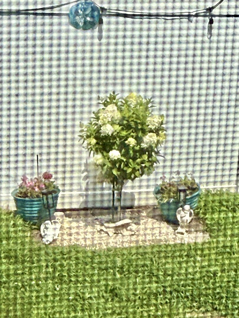 Customer review of Sweet Starlight™ Hydrangea Tree