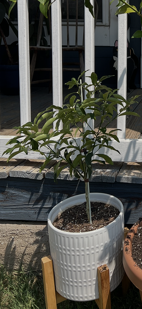 Customer review of Nagami Kumquat Tree