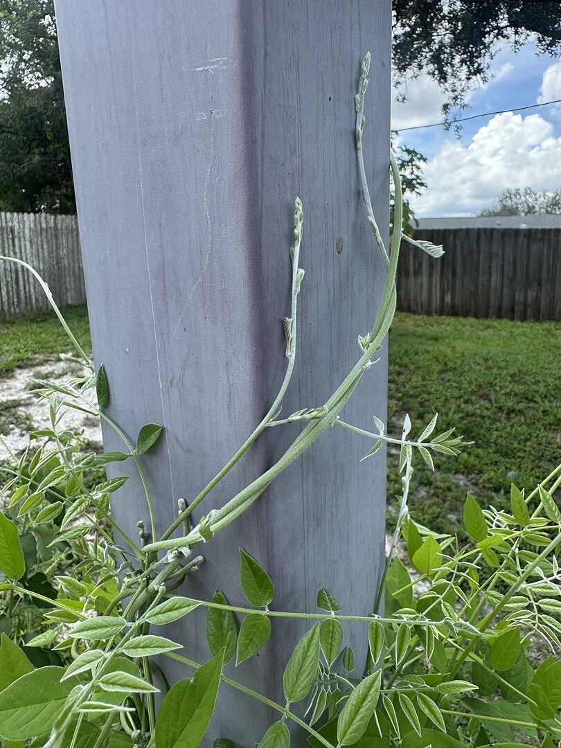 Customer review of Amethyst Falls Wisteria Vine