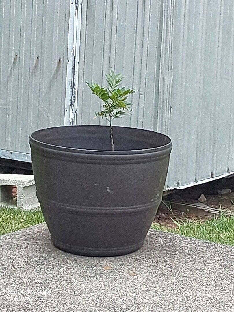 Customer review of Wisteria Tree