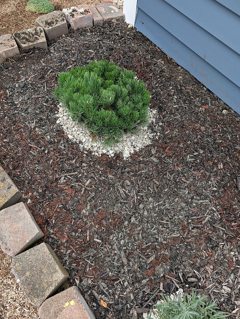Customer review of Dwarf Mugo Pine Shrub