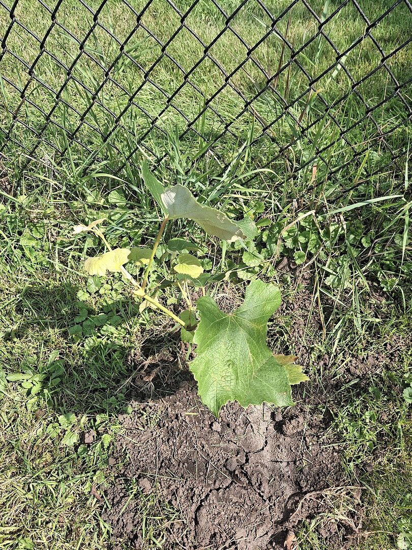 Customer review of Concord Grape