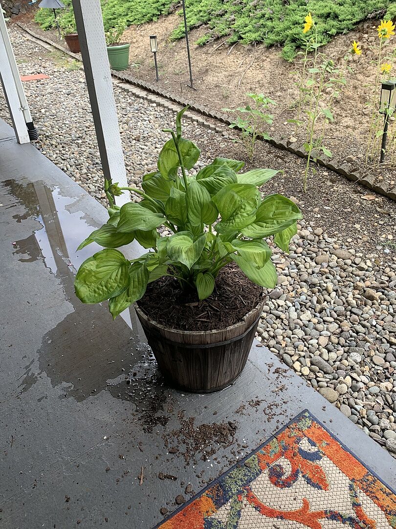 Customer review of Guacamole Hosta