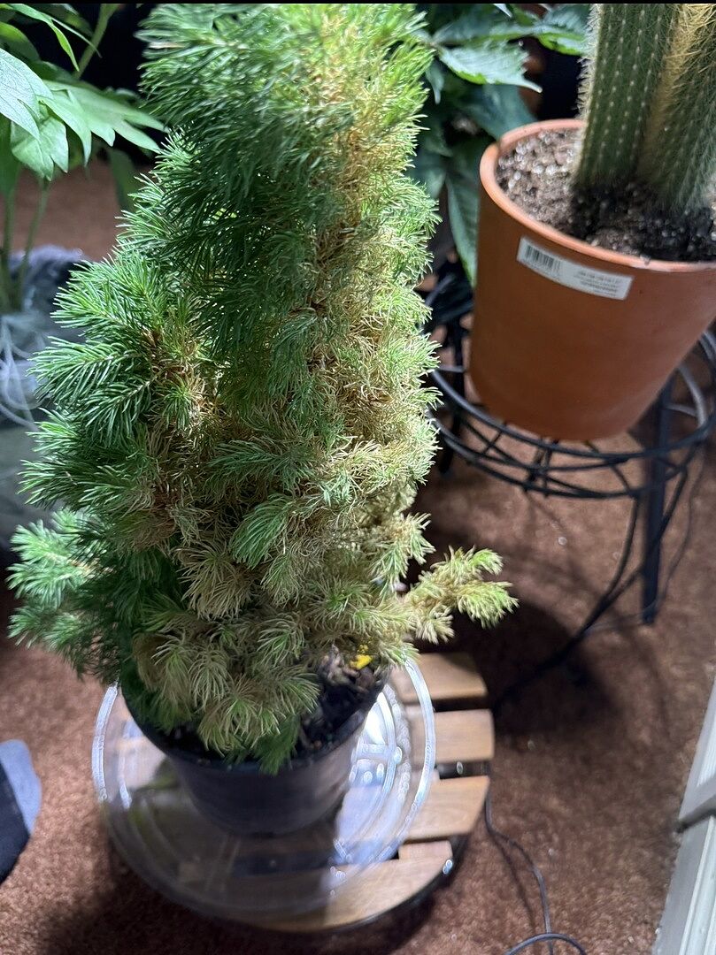 Beautiful tree, great service