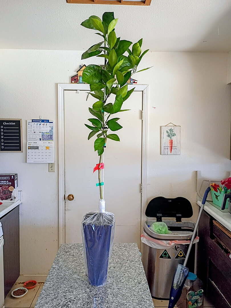 Customer review of Owari Satsuma Mandarin Tree