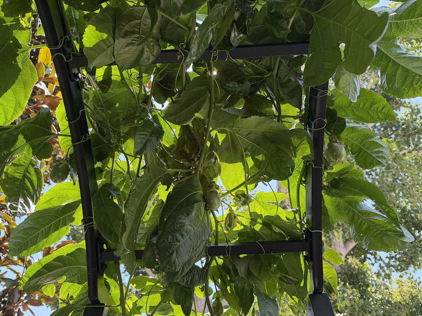 Customer review of Frederick Passion Fruit Vine