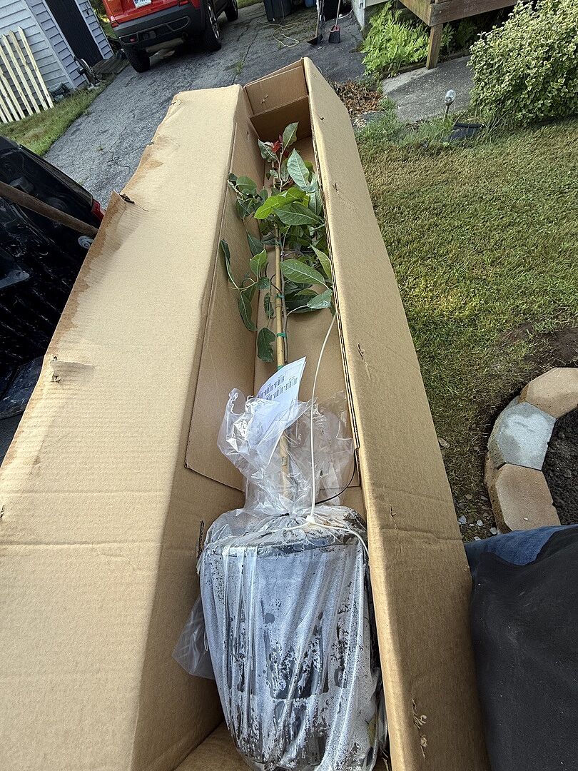 Customer review of Wildfire Black Gum Tree